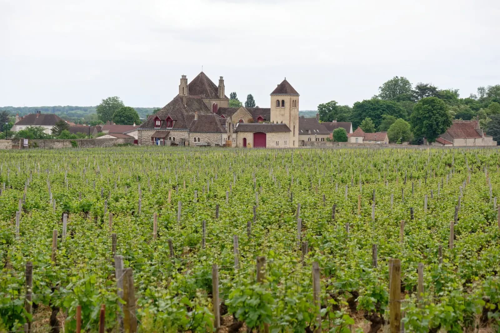 Château du Clos de Vougeot surrounded by Burgundy vineyards, France