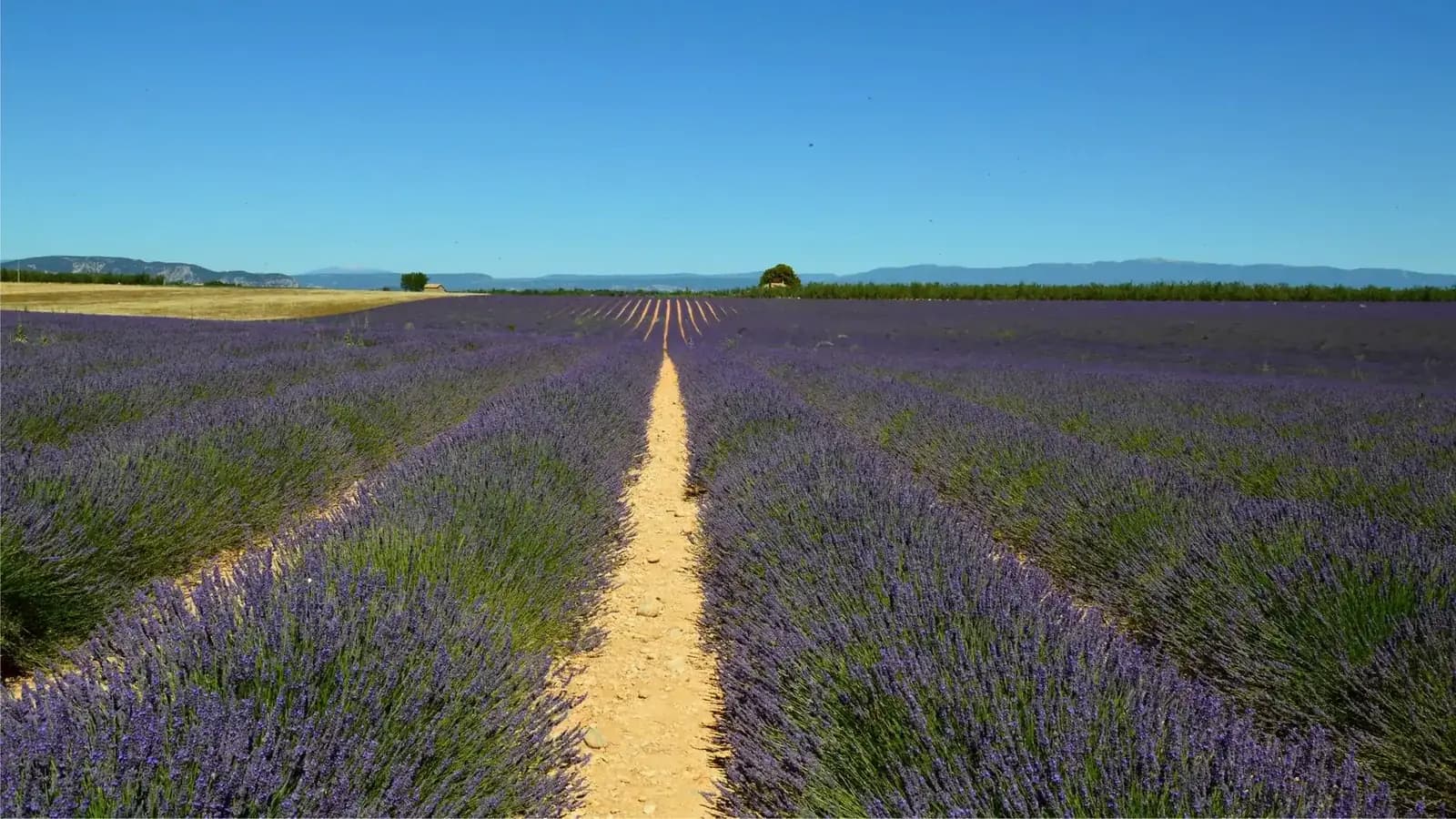 Lavender fields in bloom in Provence on a private tour of France