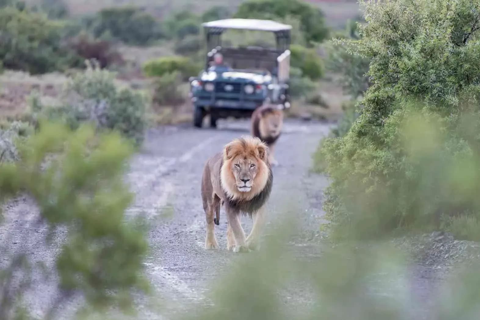 Lion walking toward a game-drive vehicle in the Masai Mara on a luxury Kenya safari