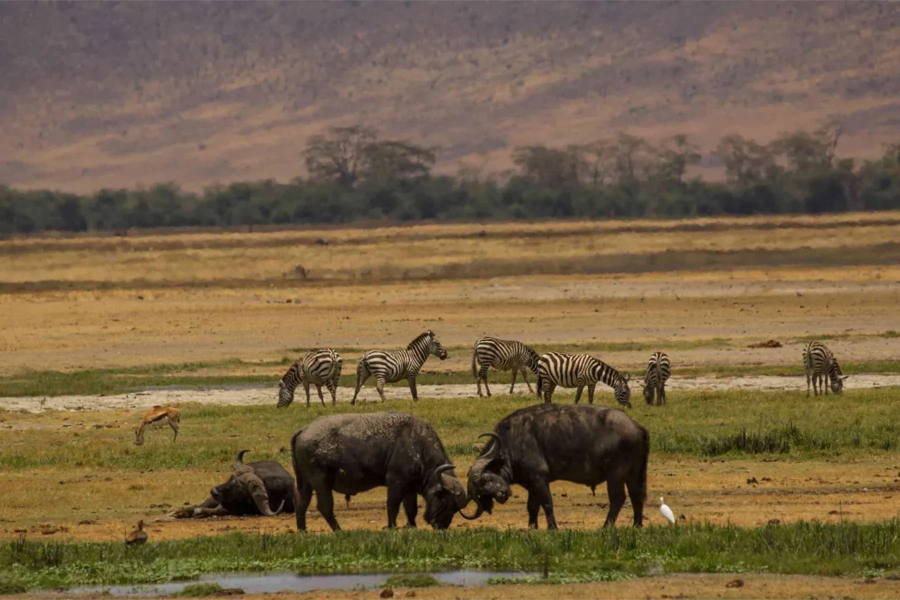 Buffalo and antelope grazing the open savannah on a Kenya safari