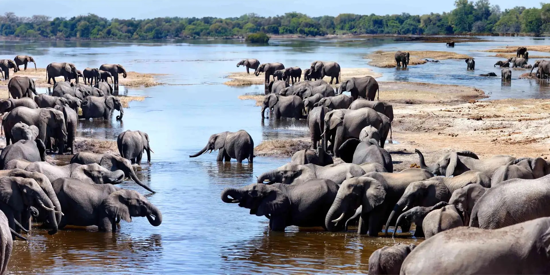 Enormous elephant herd gathering at the Chobe river, Botswana